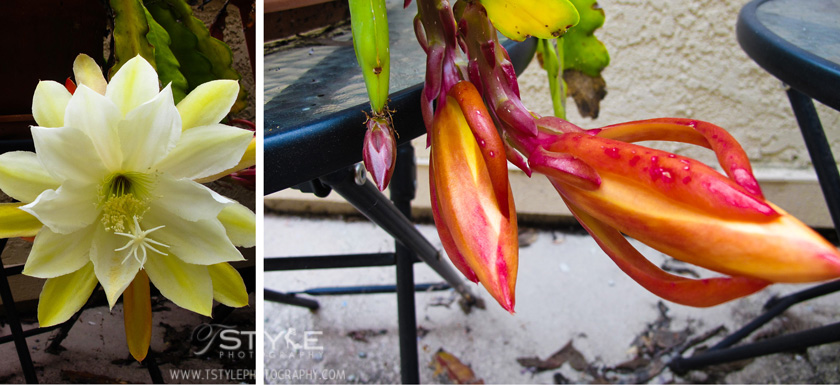 Queen-of-the-Night-Epiphyllum-oxypetalum-4 Queen-of-the-Night-Epiphyllum-oxypetalum